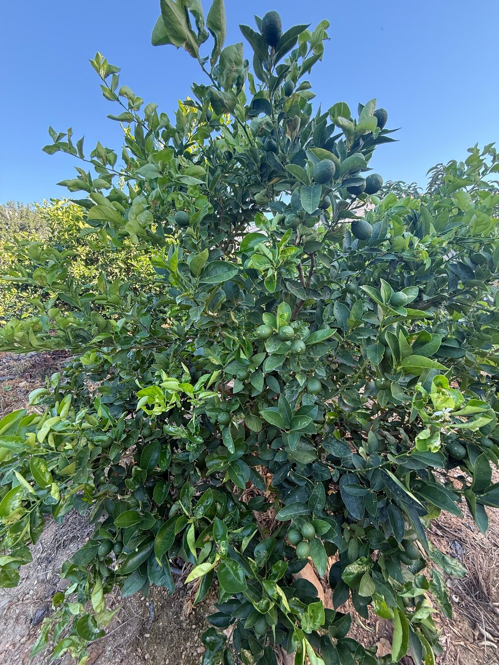 Limon