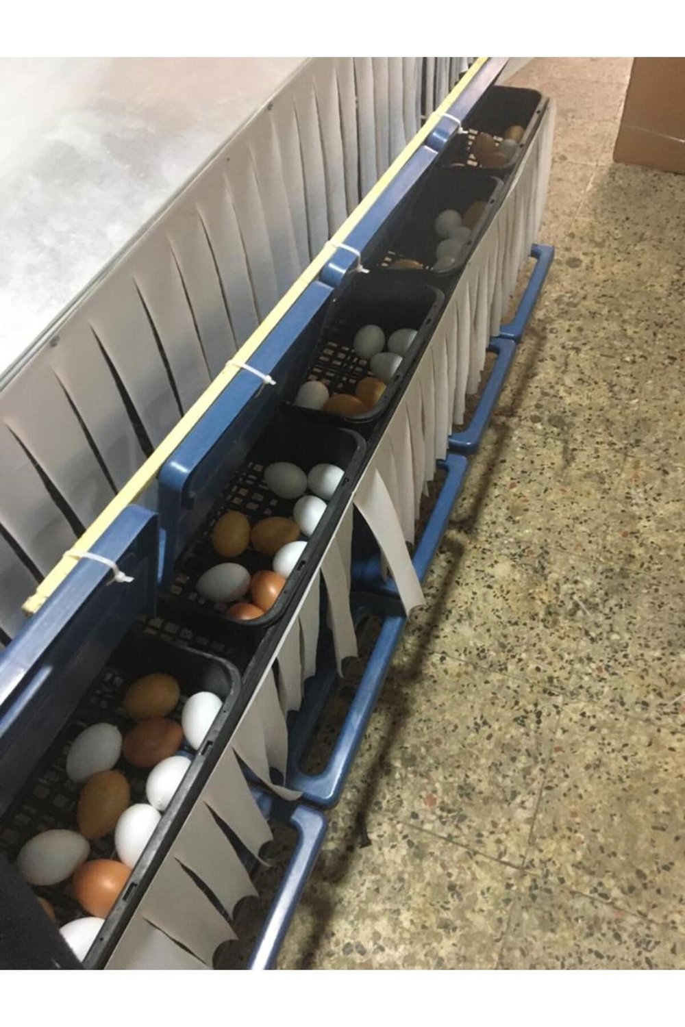 10 GÖZLÜ OTOMATİK TAVUK FOLLUK GALVANİZ 70-80 tavuk için ideal