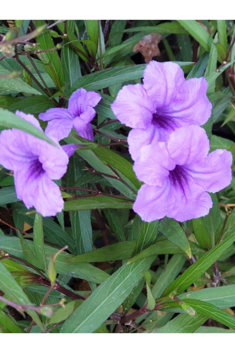  2 ADET Meksika Petunyası Çiçeği - Ruelya (Ruellia)120-150 CM