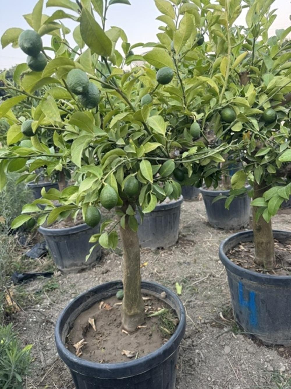  55 LT SAKSIDA ,15 YAŞ YETİŞKİN YEDİVEREN LİMON AĞACI BOY 150-200 CM