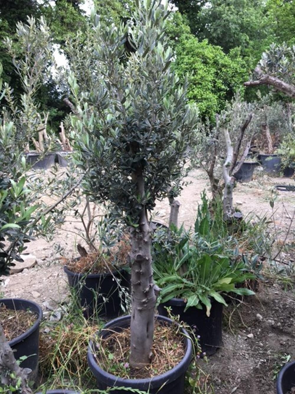 10-15 yaş Gemlik Zeytin Ağacı boy 120-150 cm 