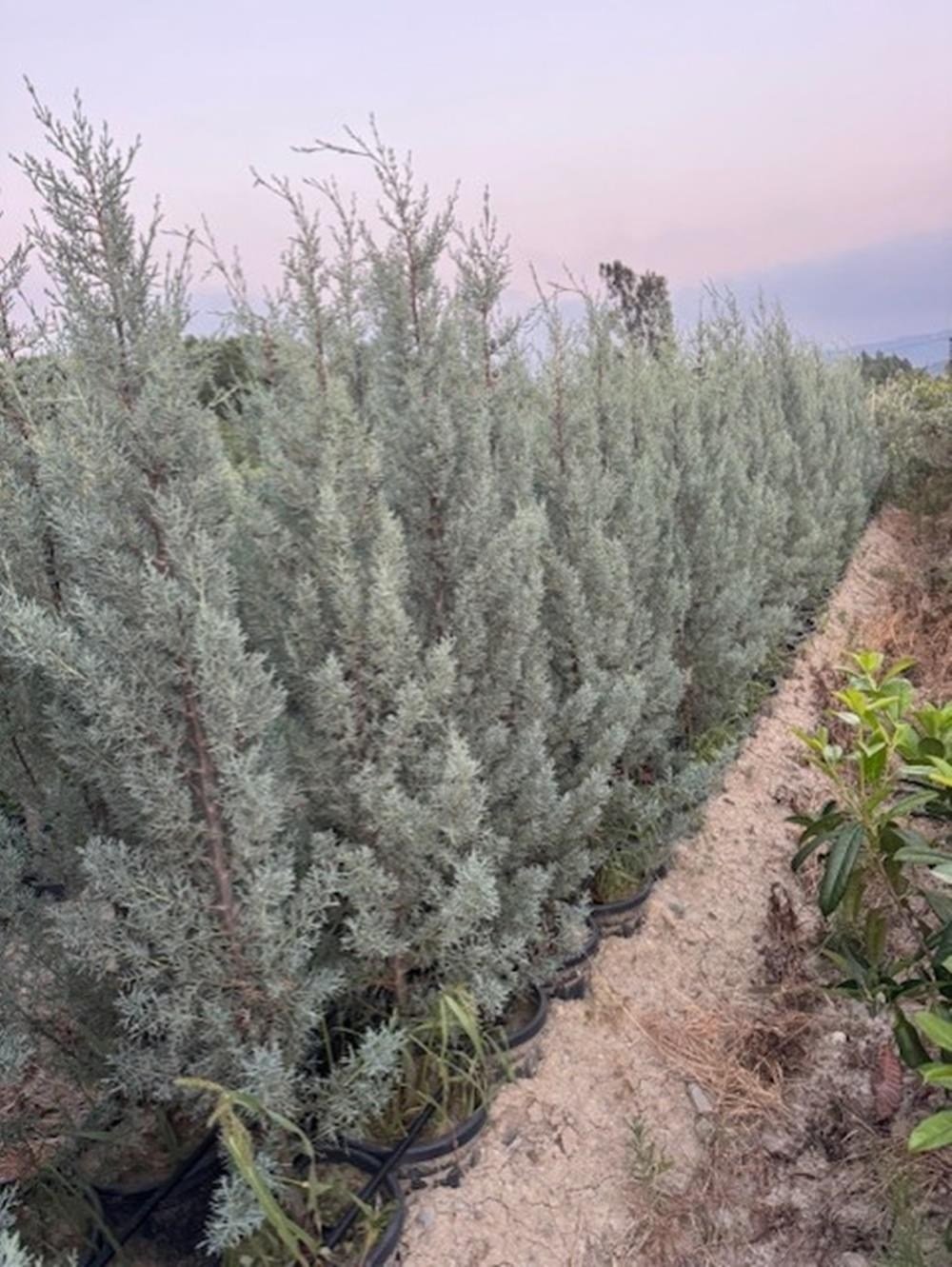 12 LT  Saksıda Cupressus Arizonica - Arizona Mavi Servi Fidanı 110-130 CM