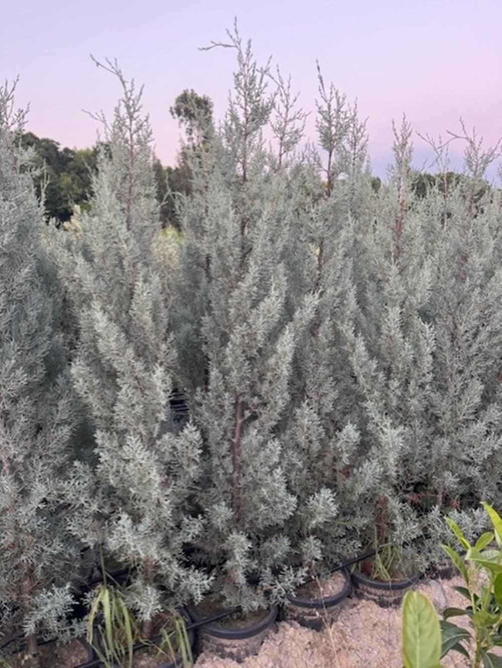 15 lt saksıda Aşılı Arizona, Mavi Servi ( Cupressus Arizonica ) boy 180-200 cm