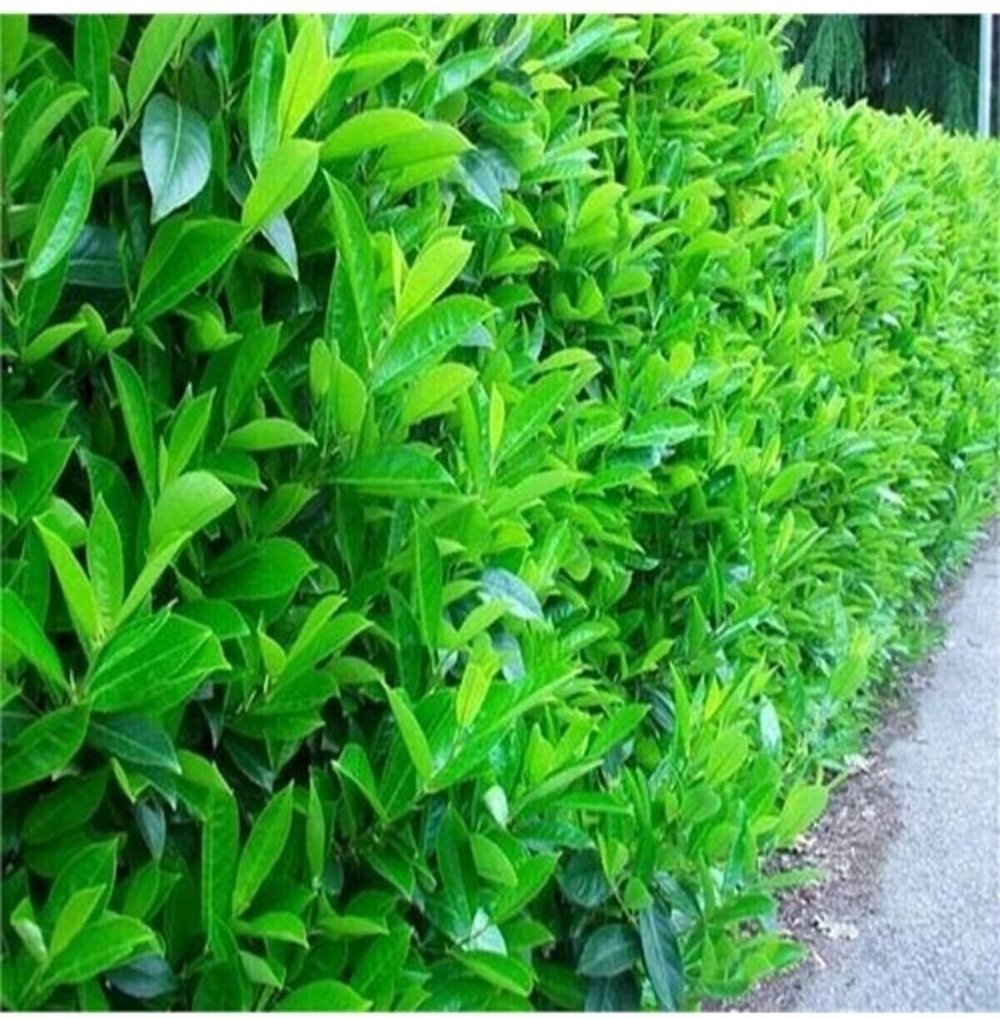 2 ADET Saksıda Kartopu Viburnum Lucidum Fidanı 80-110 Cm Doğal Çit Duvar