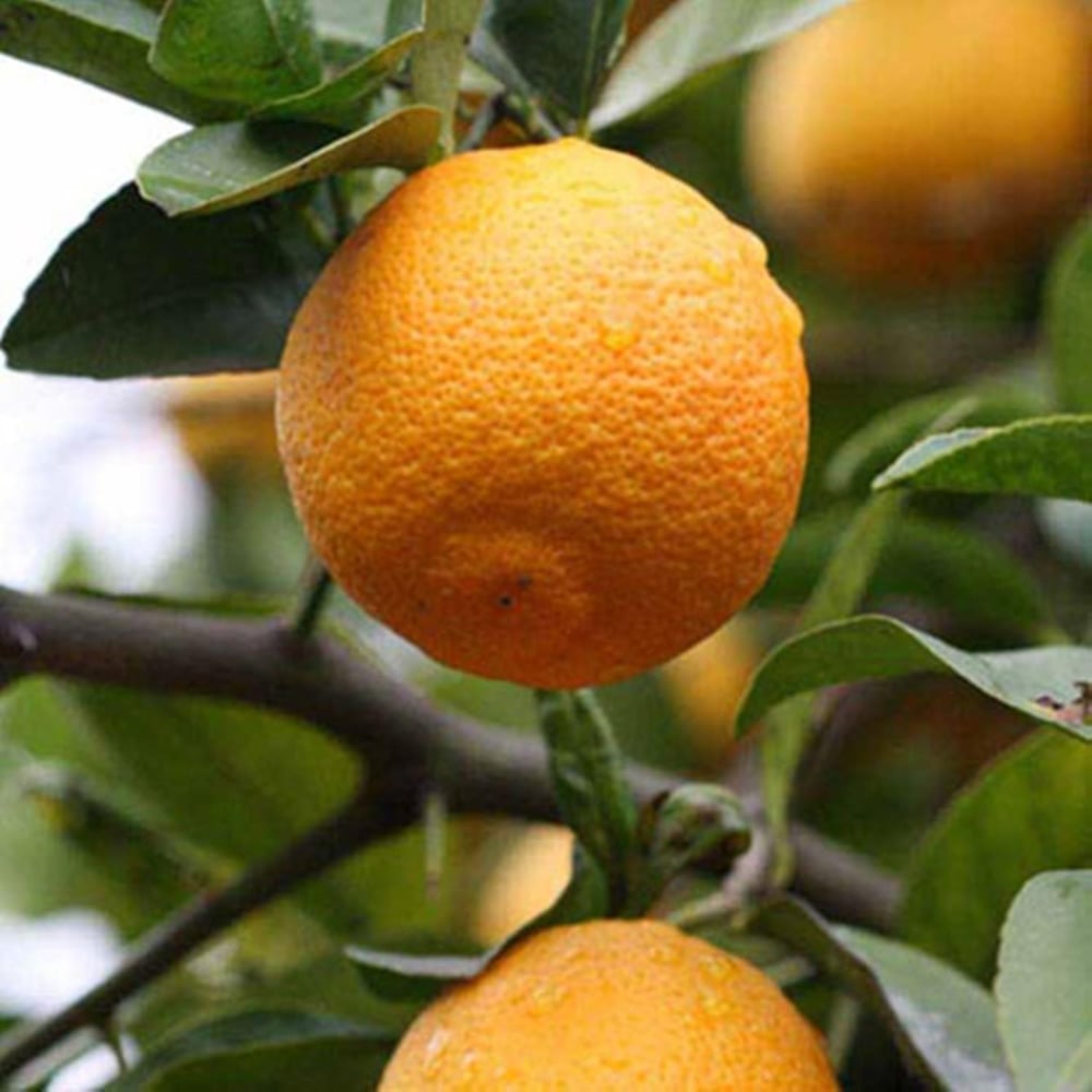 2 adet TÜPLÜ 2 YAŞ VOLKAMARİANA LİMON ANACI 100-120 CM(aşılanabilir veya reçellik limon meyvesi alınabilir )