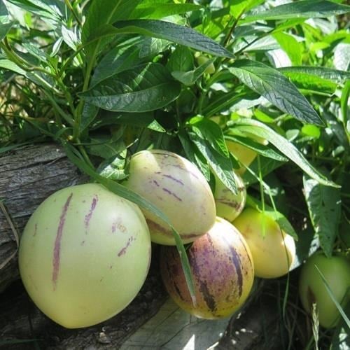 2 ADET Tüplü Salkım Meyveli Pepino Fidanı Yaş 1 Boy 45-65cm