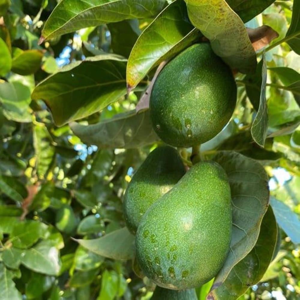 2 YAŞ AŞILI,TÜPLÜ ERKENCİ CLİFTON AVAKADO FİDANI 100-120 CM