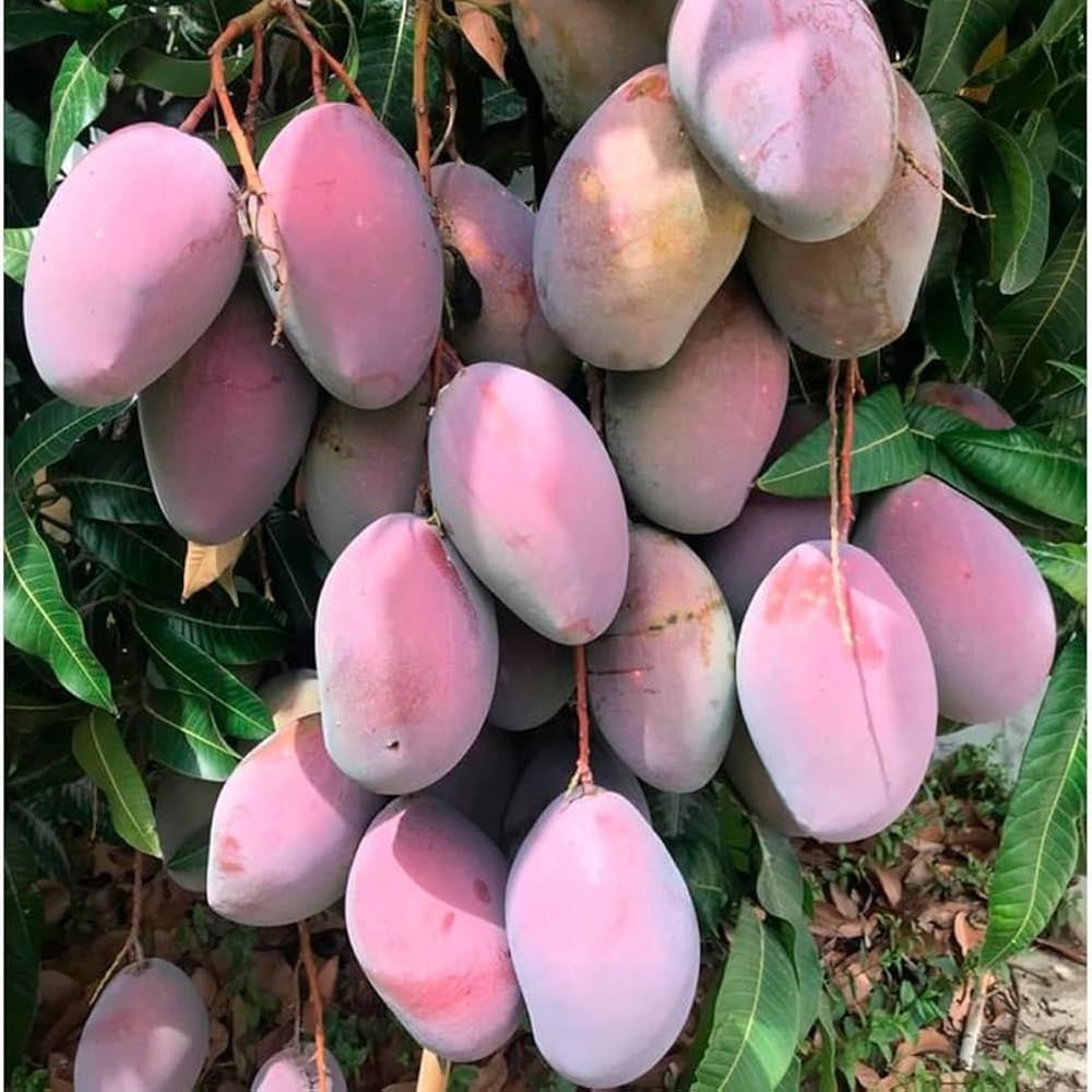 2 YAŞ SAKSIDA AŞILI OSTEEN MANGO FİDANI BOY 100-120 CM
