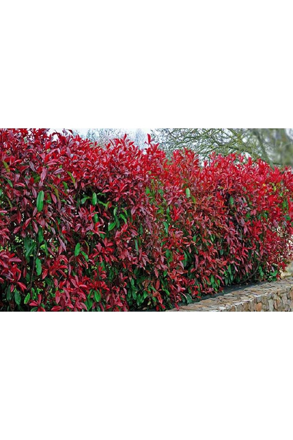 5 adet Alev Çalısı (Photinia Red Robin) 70-100 cm