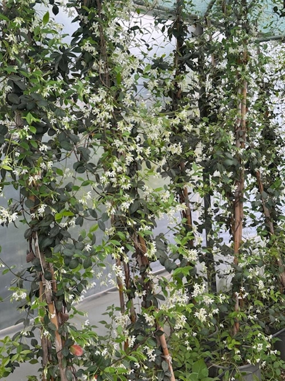 5 YAŞ 15 LT SAKSIDA  ÇOK DALLI ARAP YASEMİN FİDANI BOY 2,5-3 M 