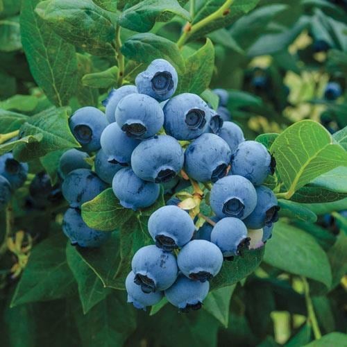 meyve vermeye hazır saksıda Bluberyy Yaban mersini (Mavi yemiş)fidanı 50-70cm 