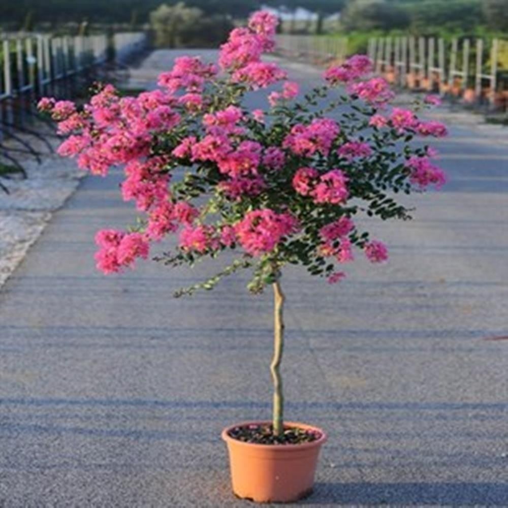 OYA AĞACI 4 YAŞ SAKSIDA PEMBE ÇİÇEKLİ 80-110 CM