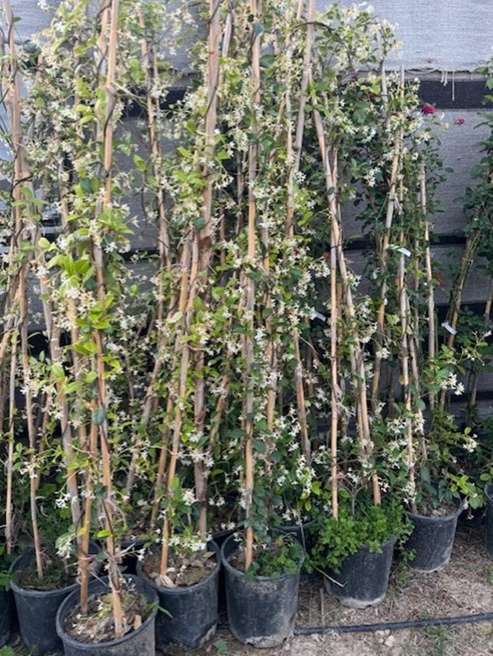 SAKSIDA 4 YAŞ SARMAŞIK YASEMİN(ARAP YASEMİNİ) BOY 220-250 CM