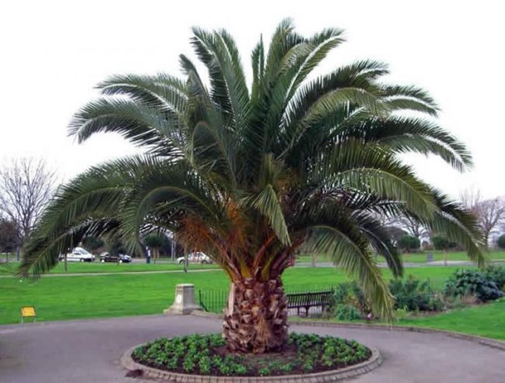 saksıda 5 yaş phoenix canariensis hurma  palmiyesi 130-150 cm