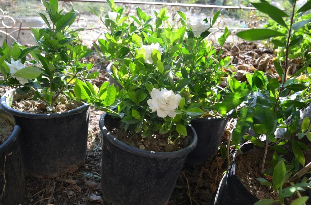 SAKSIDA KOKULU GARDENYA ÇİÇEĞİ 