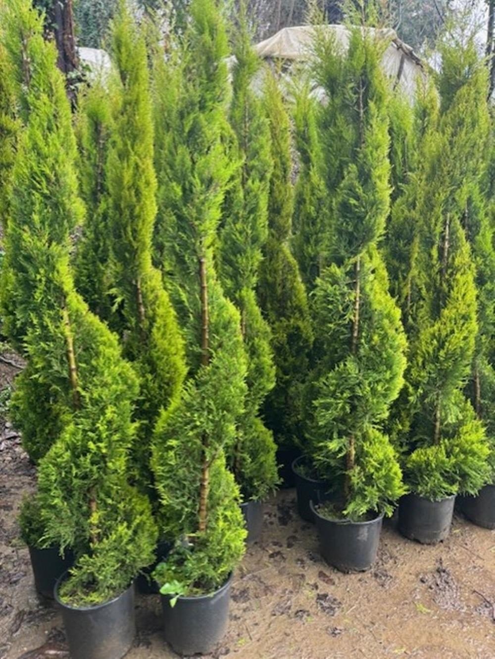 SPİRAL LİMONİ SELVİ BOY 200-230 CM