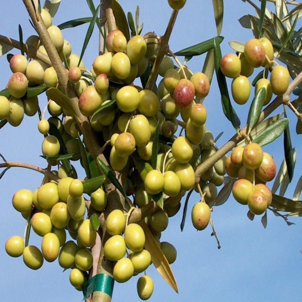 Tüplü, 3 yaş bodur arbequeinea ispanyol zeytin fidanı 180-200 cm 
