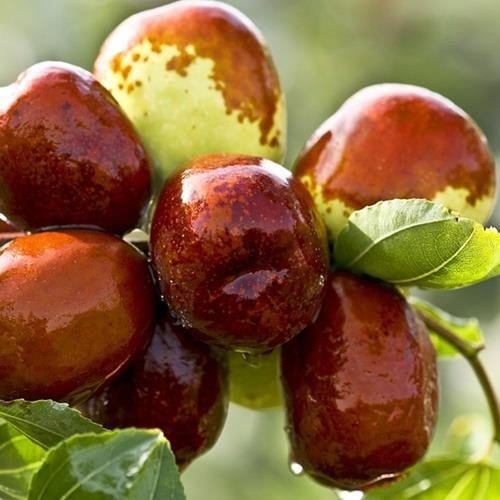 TÜPLÜ HÜNNAP FİDANI 1 YAŞ 40-60 CM BOY