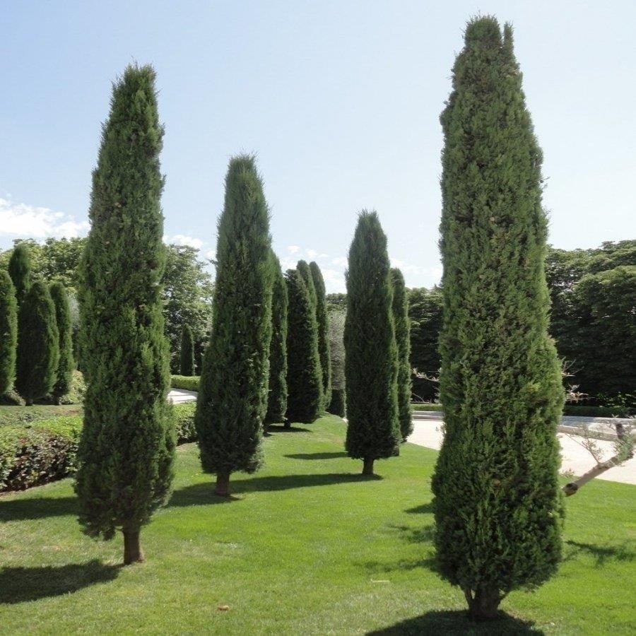 TÜPLÜ KARA SELVİ FİDANI 120-150 CM