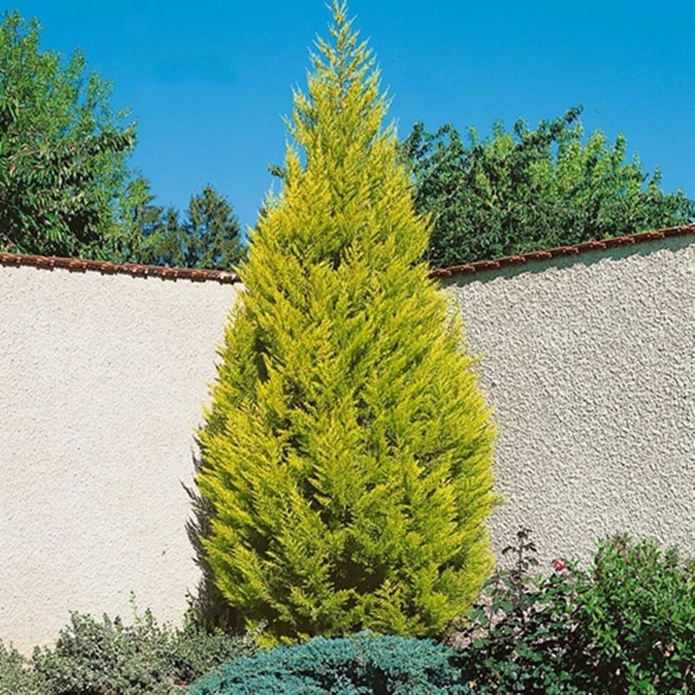 TÜPLÜ LİMONİ SERVİ FİDANI 4 ADET BOY 50-60CM