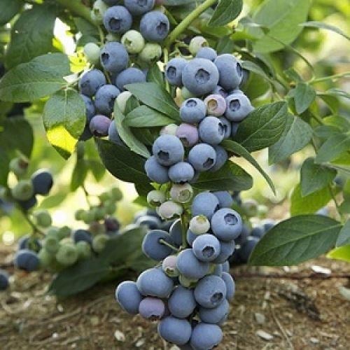 TÜPLÜ SİYAH MURT(HAMBELES)FİDANI
