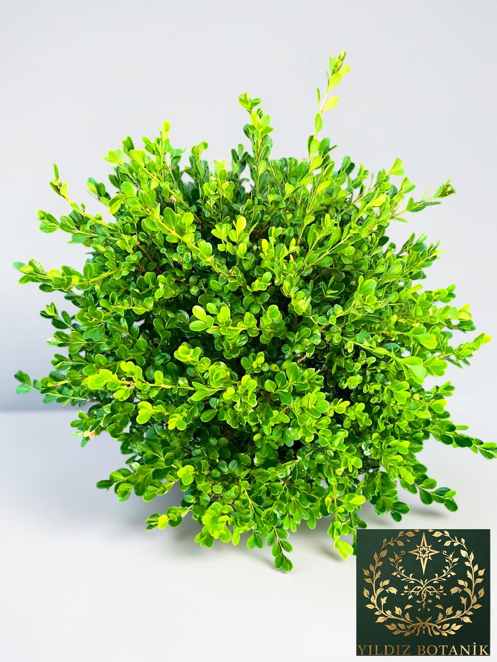 Şimşir Fidanı Top Formlu Buxus Sempervirens Rotundifolia ∅ 40-60 Çap