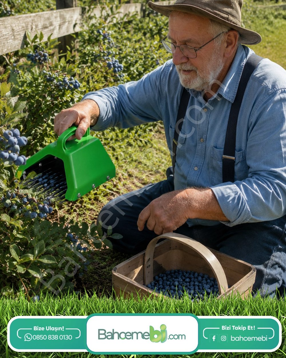 Blue Berry , Aronya , Likarpa Ve Meyve  Toplama Tarağı Plastik Bsr Garden