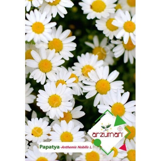 Papatya Tohumu 100 Adet – Arzuman