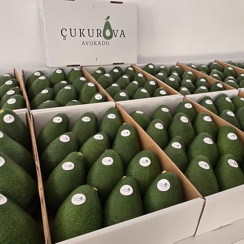 Fuerte Avokado  4 kg