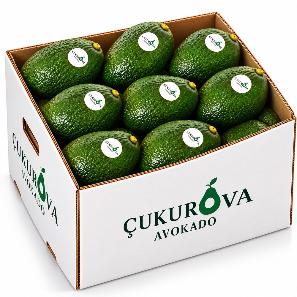 Fuerte Avokado  4 kg