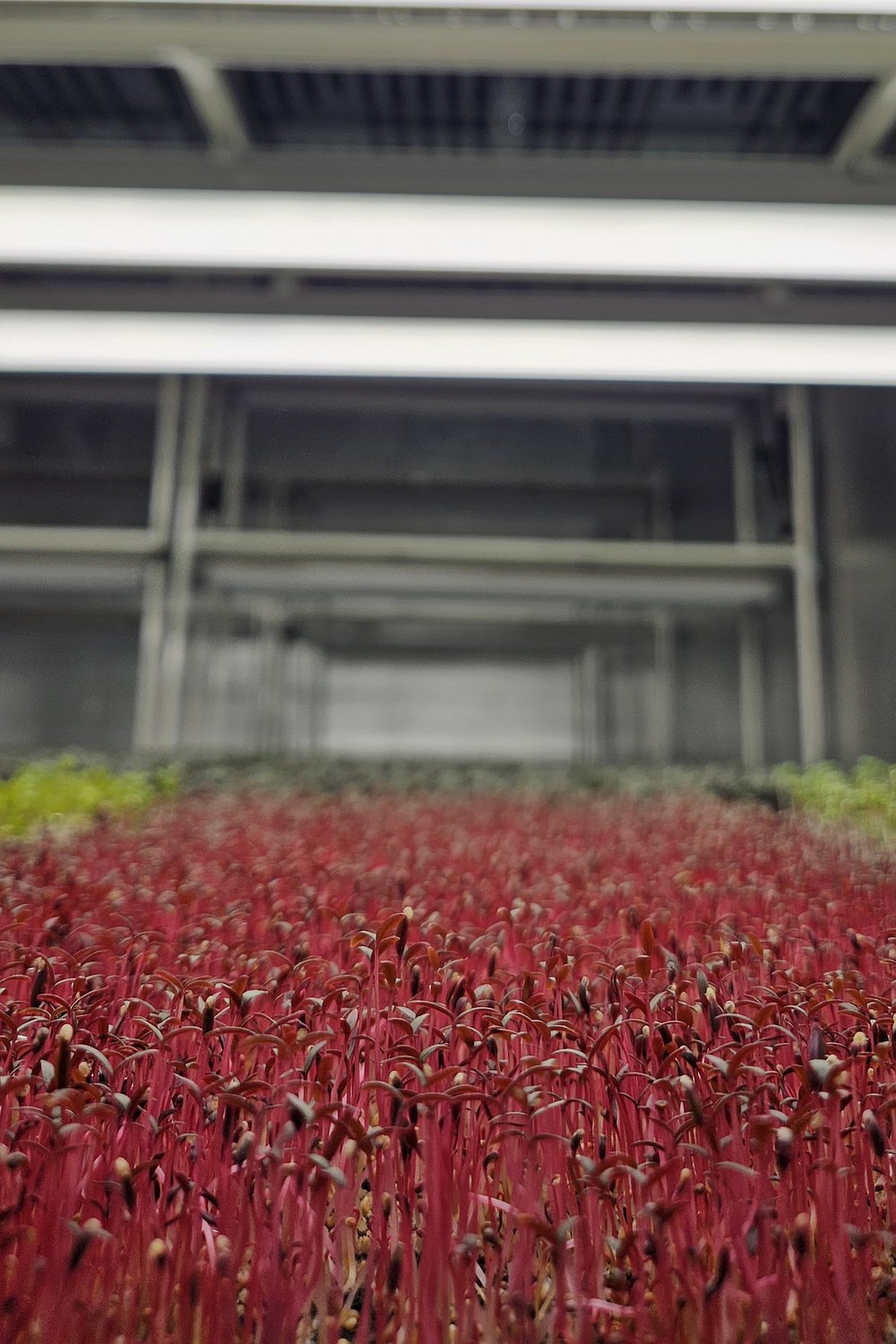 Amaranth Mikrofilizi