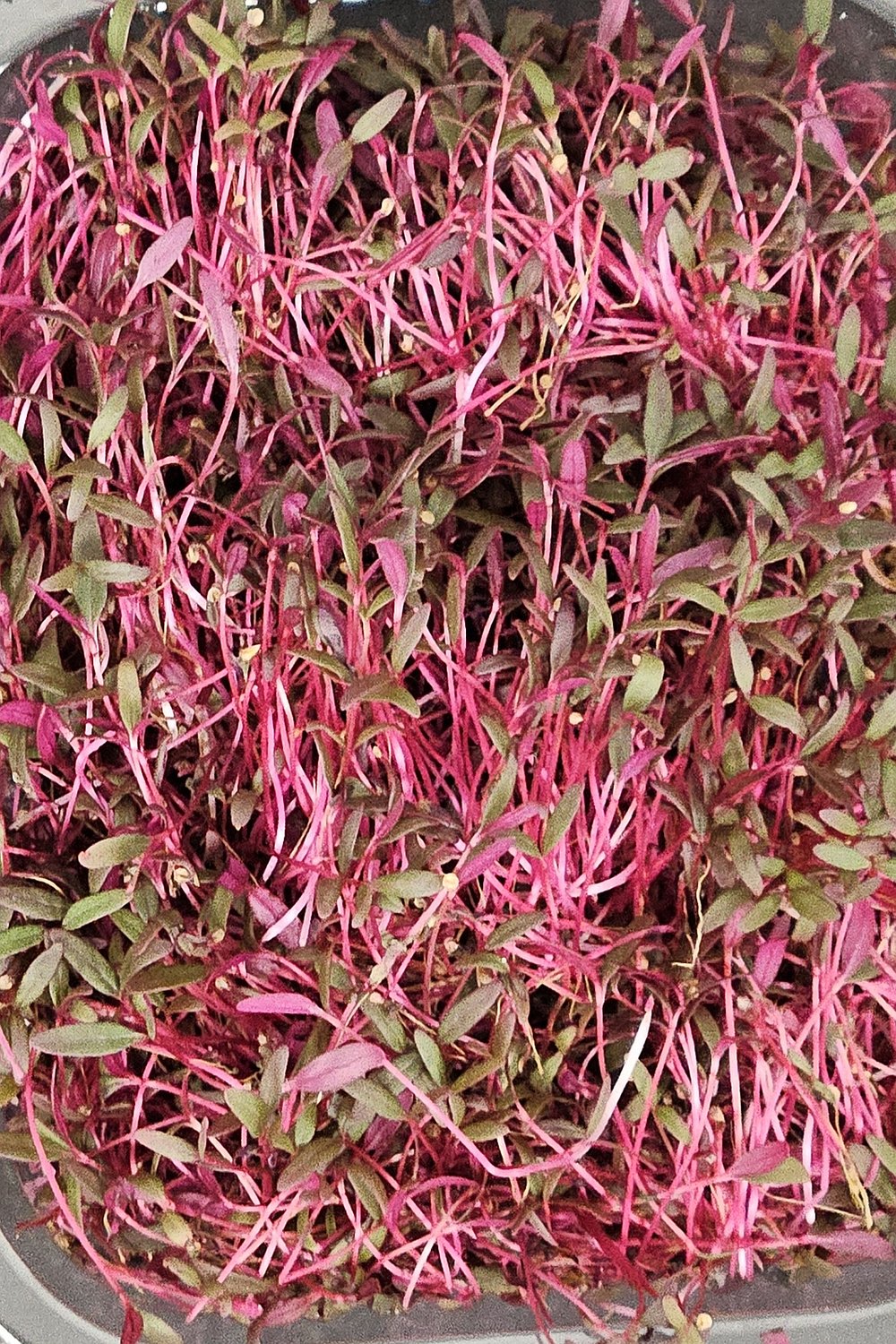 Amaranth Mikrofilizi
