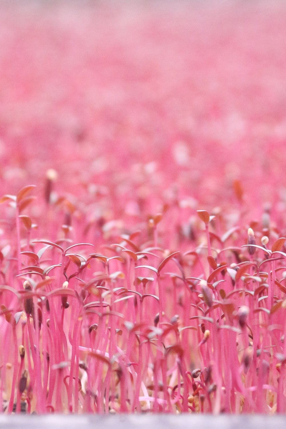 Amaranth Mikrofilizi