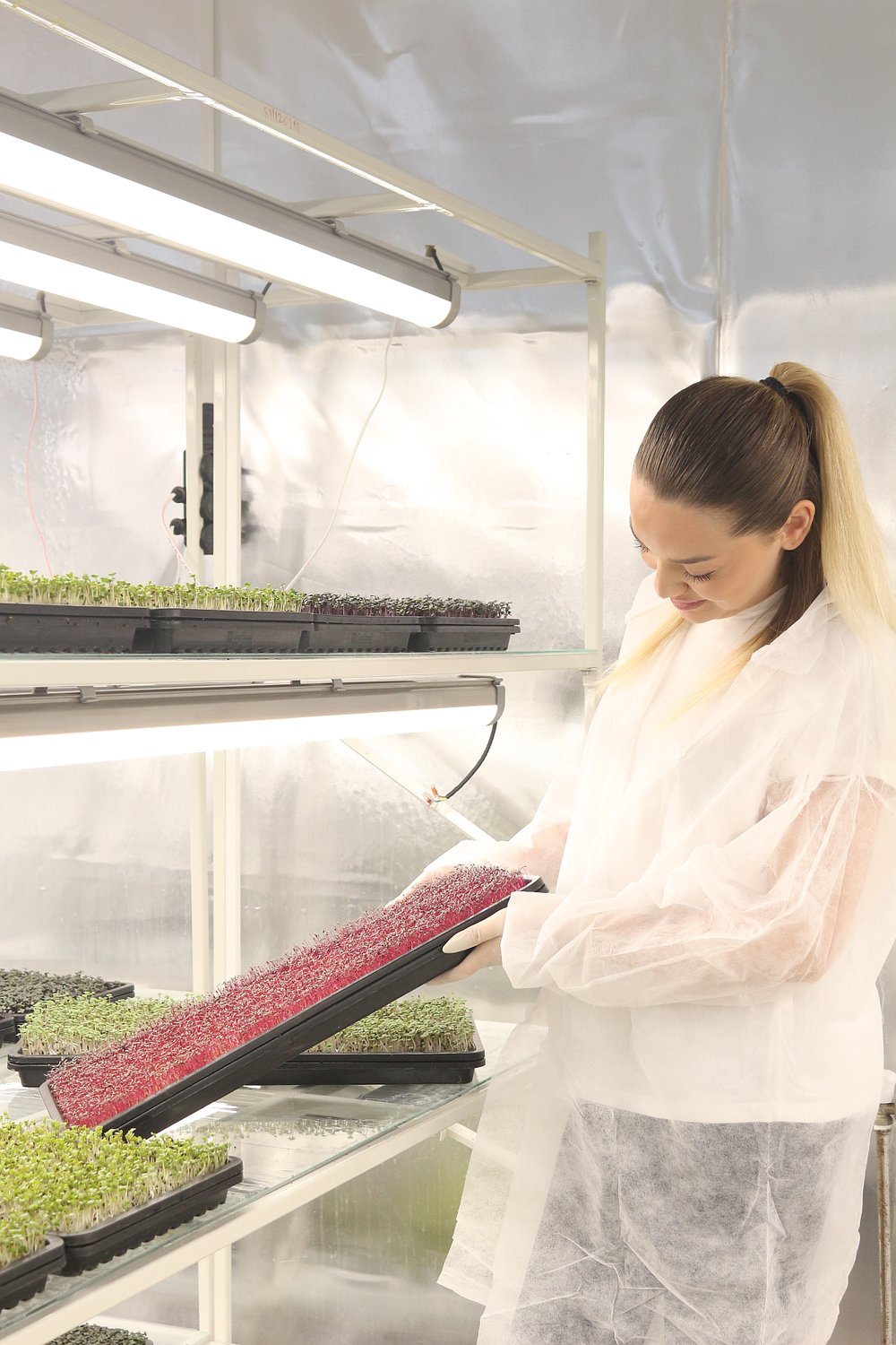 Amaranth Mikrofilizi