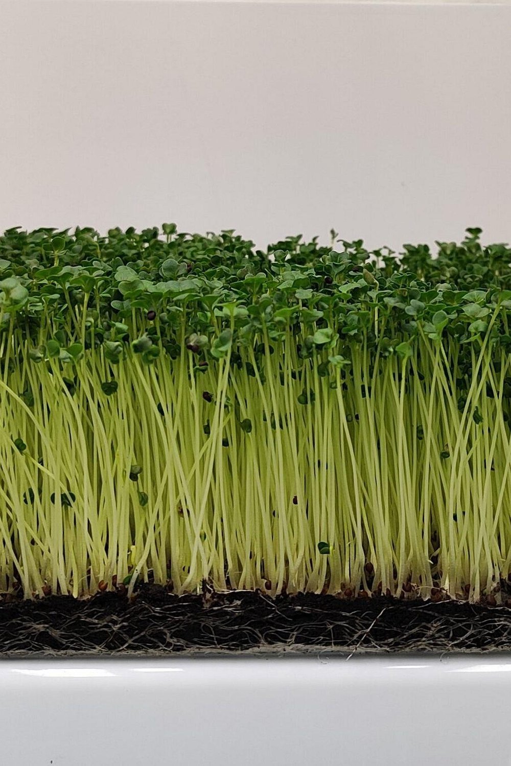Brokoli