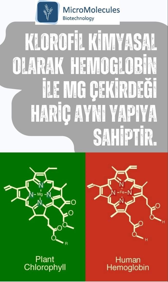 Buğday Çim Suyu