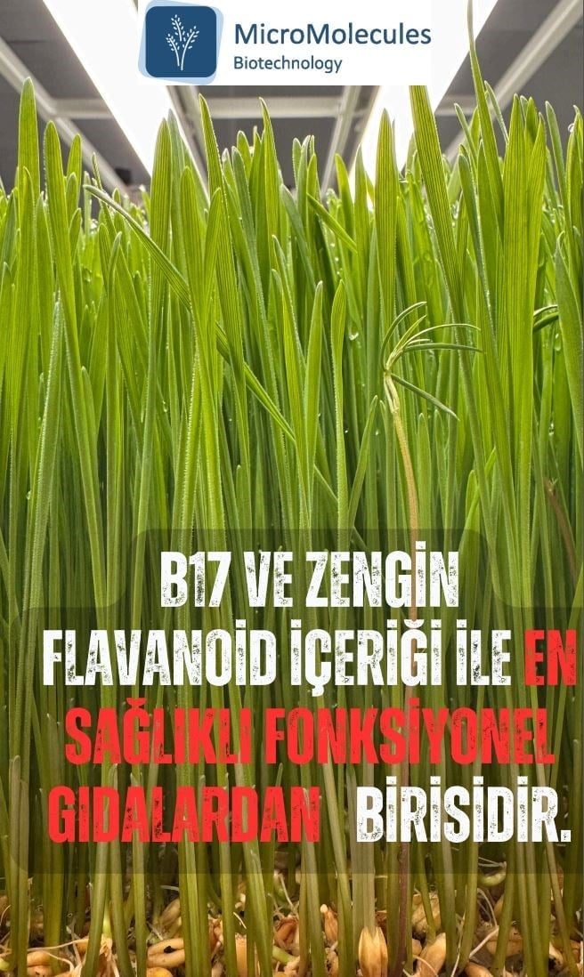 Buğday Çim Suyu