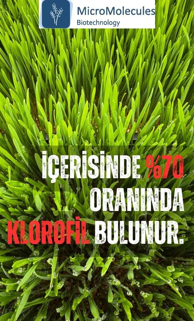 Buğday Çim Suyu