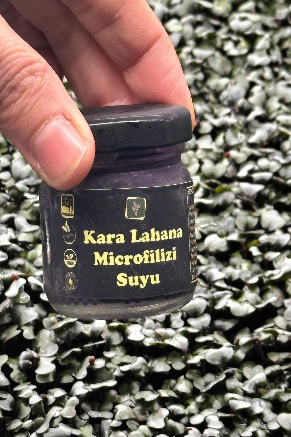 Karalahana Microfiliz Özütü