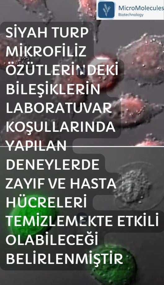 Siyah Turp Mikrofiliz Özütü
