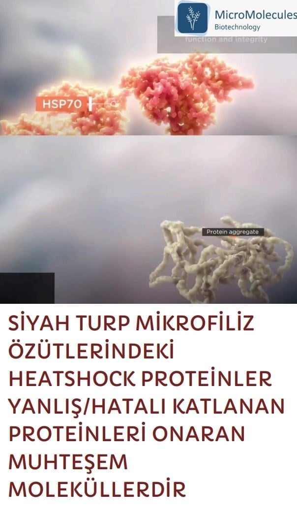 Siyah Turp Mikrofiliz Özütü