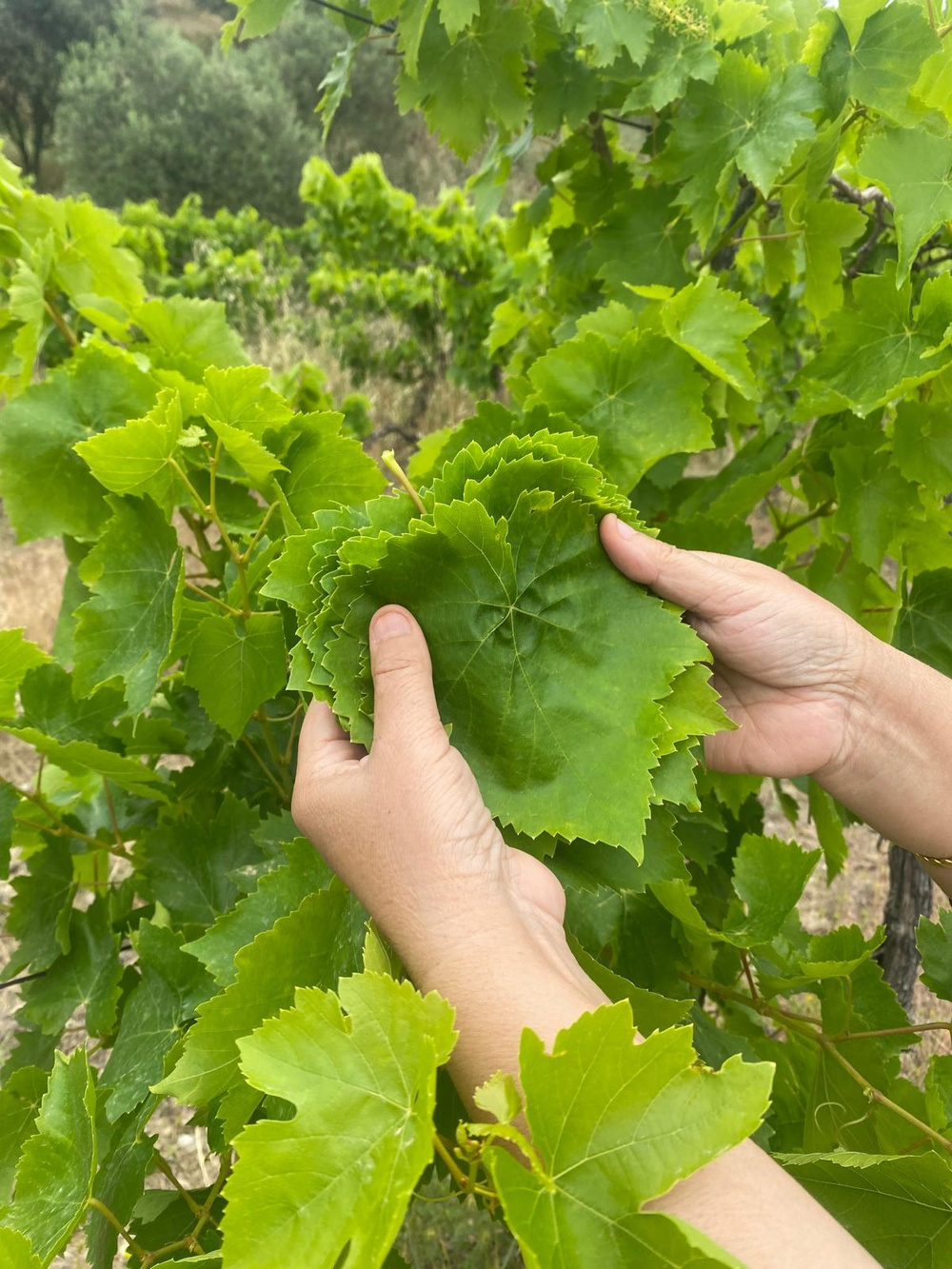 Gustolea Nature Manisa Sultaniye Ilk Hasat Ince Damarsız Salamura Uç Asma Yaprağı 2026 Yeni Sezon