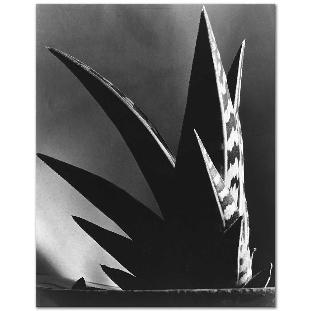 Aloe by Imogen Cunningham as Art Print