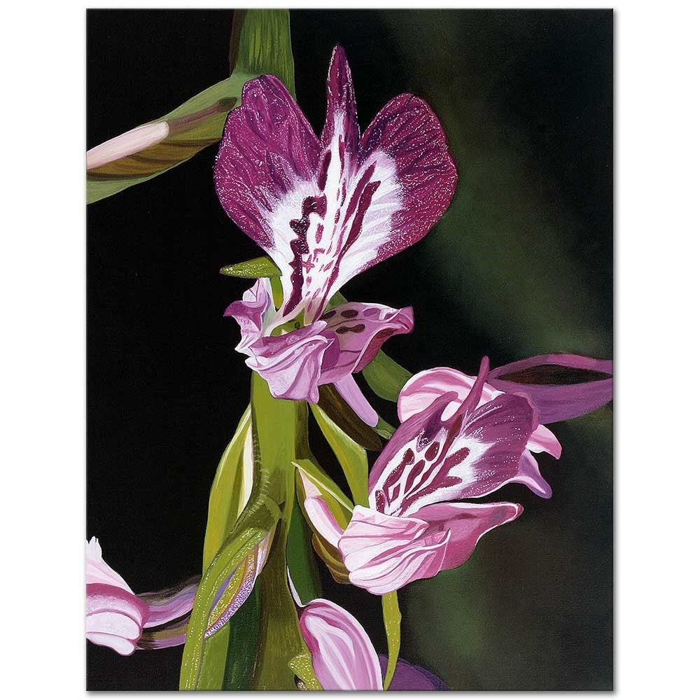 Anacamptis Papilionacea by Dagmar Göğdün as Fine Art Print