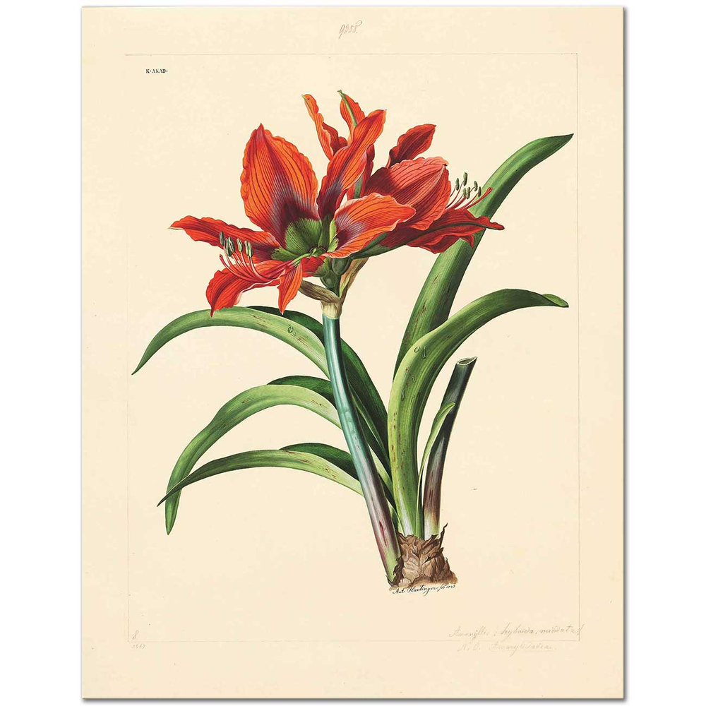 Anton Hartinger Amaryllis Güzel Hatun Çiçeği Kanvas Tablo