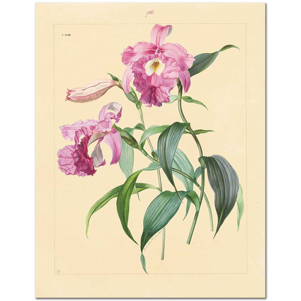 Anton Hartinger Sobralia Macrantha Art Print