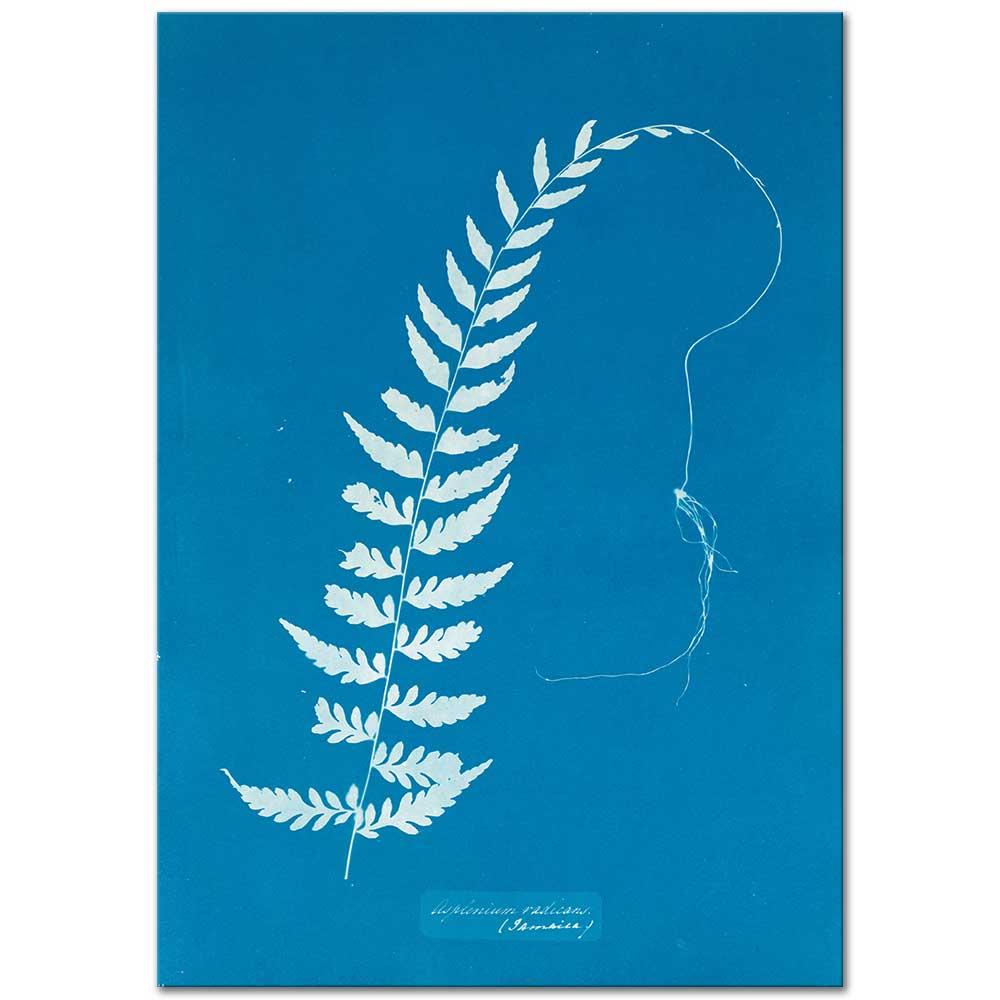 Anna Atkins Asplenium Radicans Kanvas Tablo