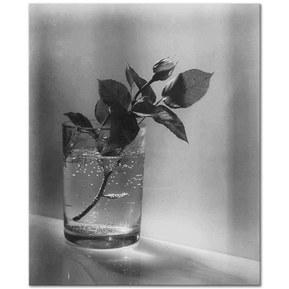 Josef Sudek Beyaz Gül Goncası Kanvas Tablo