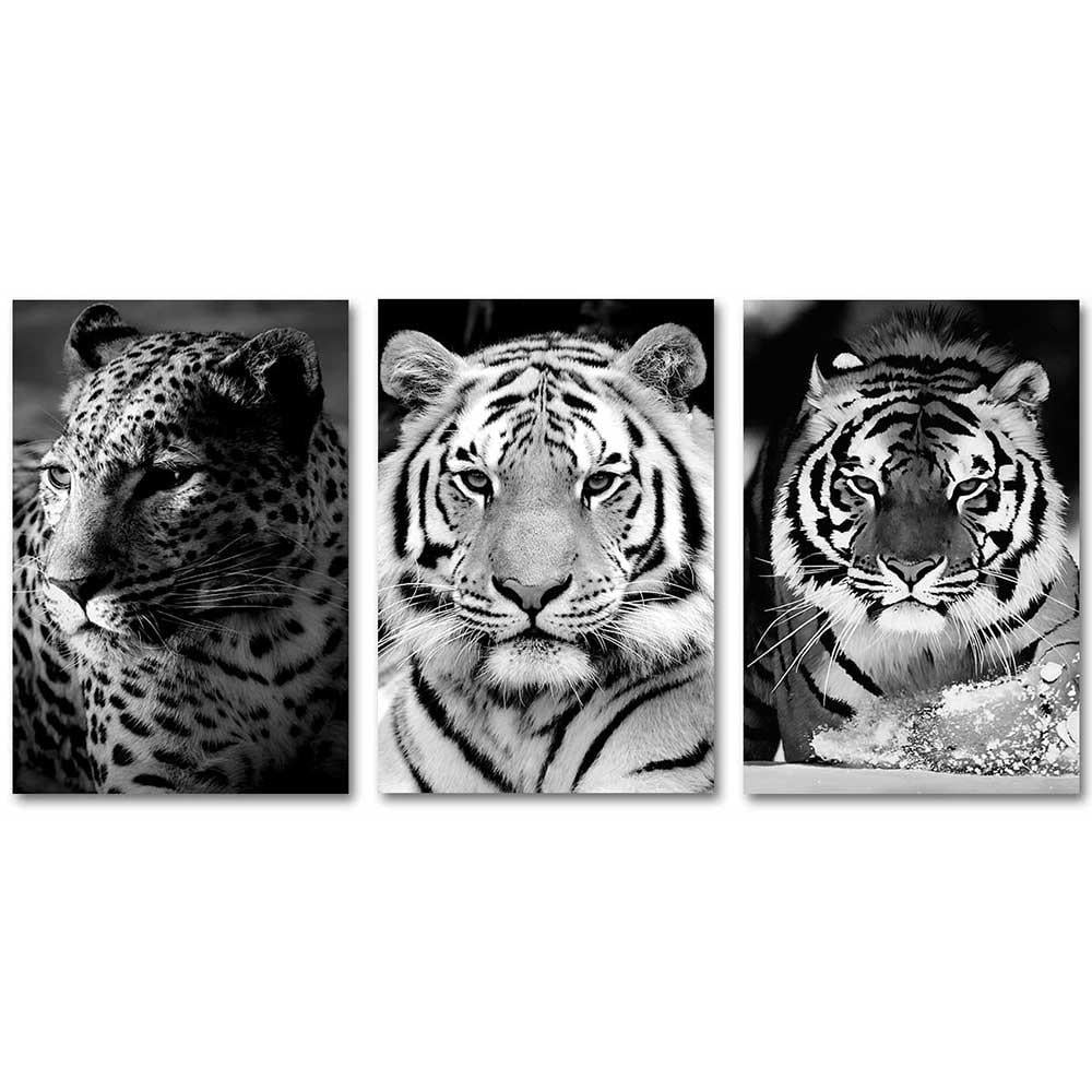 Çarpıcı Kaplanlar 3 Parçalı  Set Kanvas Tablo