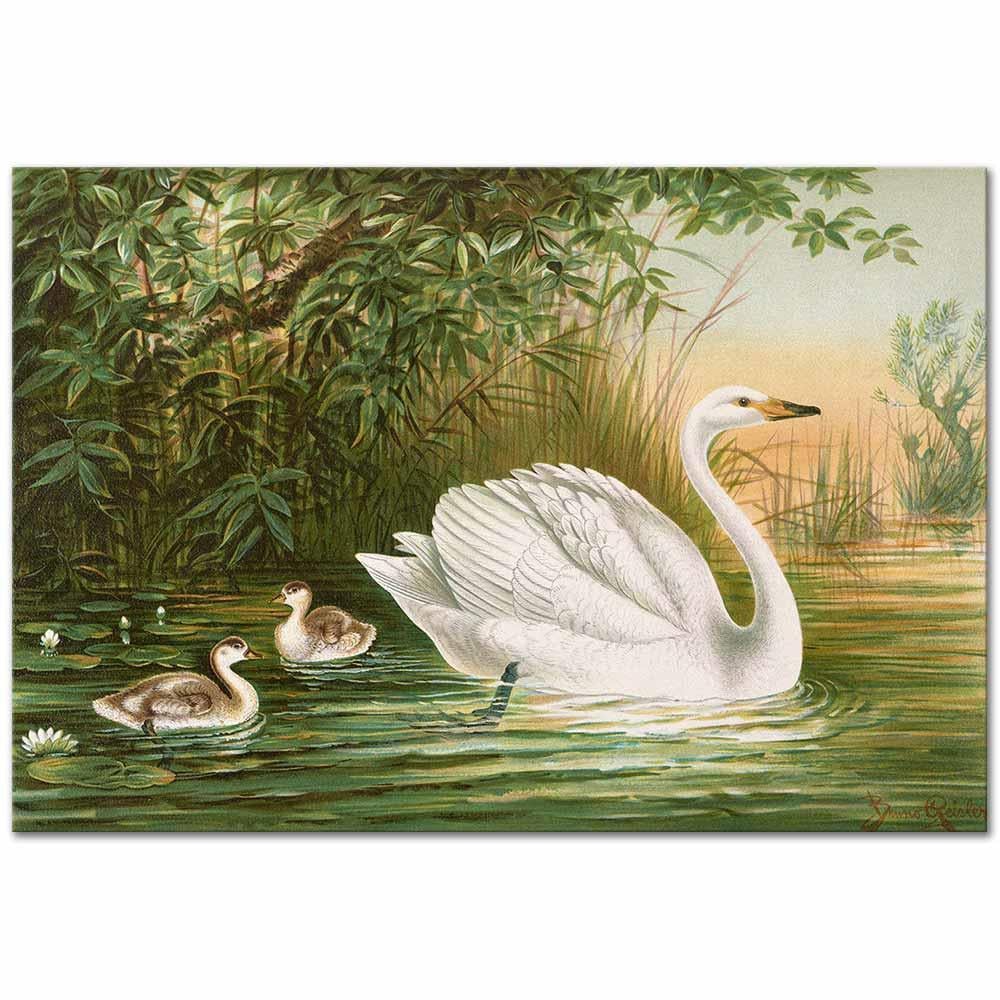 Johann Friedrich Naumann Cygnus Cygnus Ötücü Kuğu Kanvas Tablo